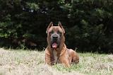 CANE CORSO 070
